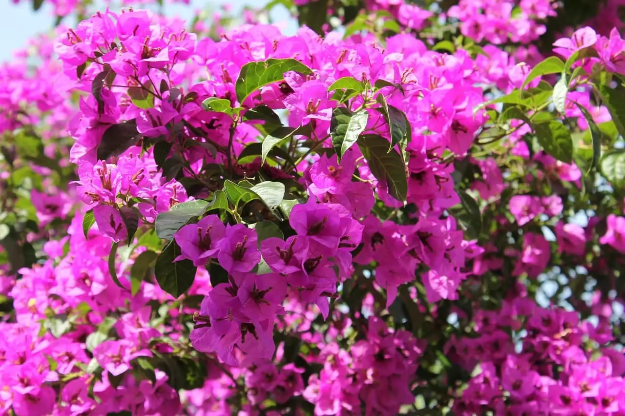 bougainvillea blüht nicht